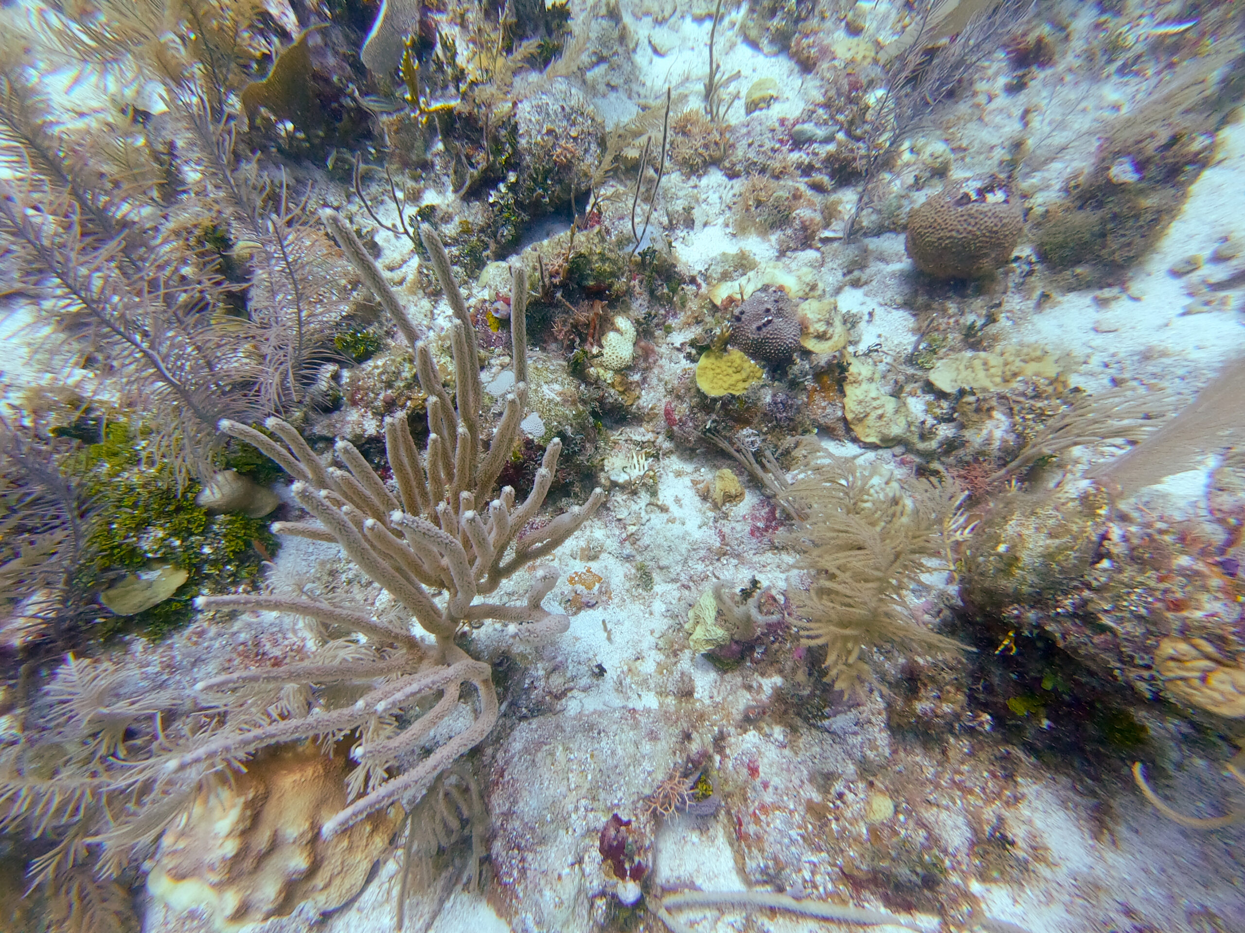 A coral reef