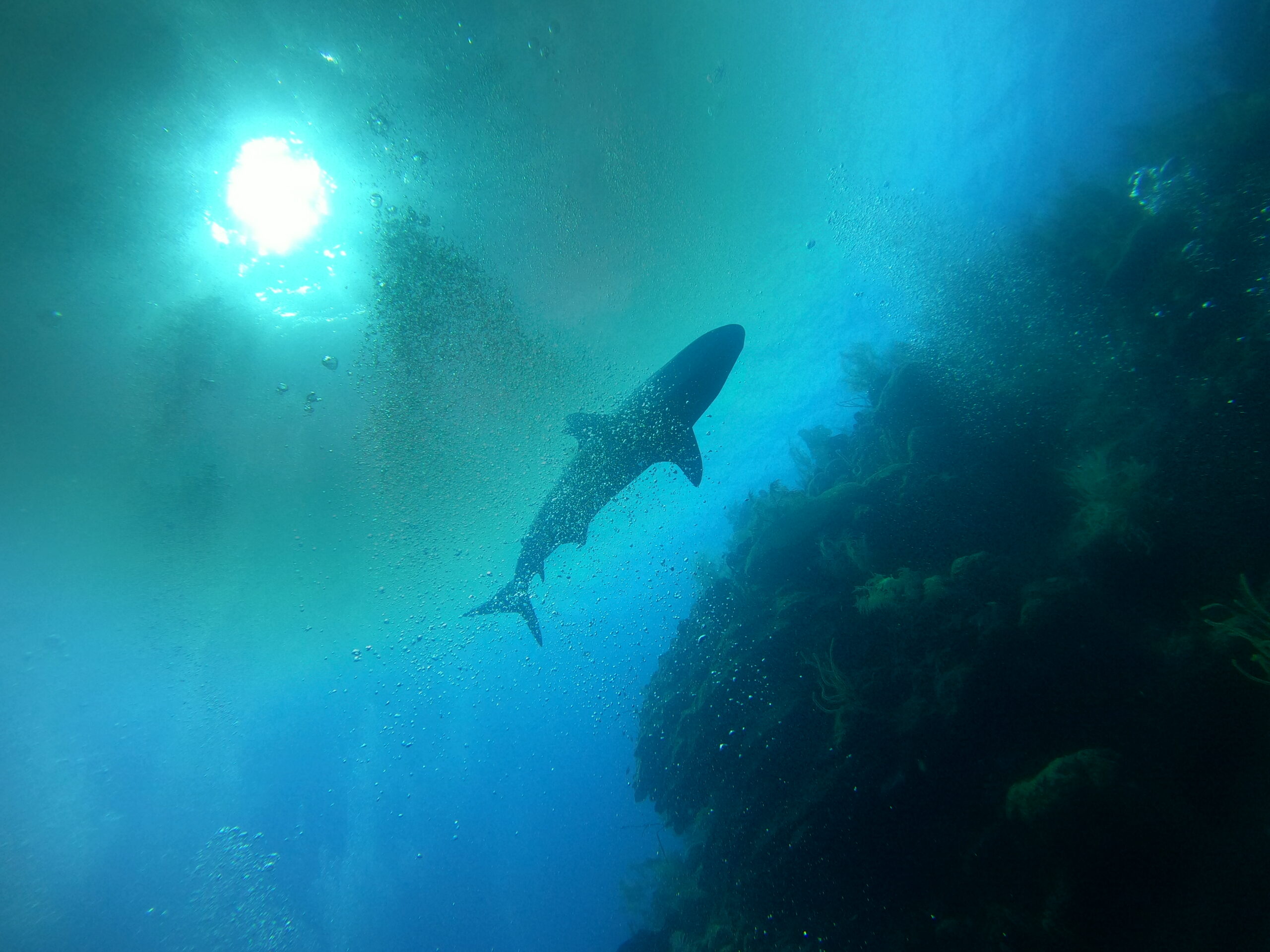 A shark swimming with the sun rays hitting the water